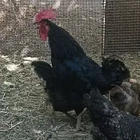 خروس بلک استار