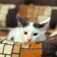 گربه ماده سه ماهه