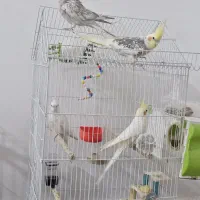 عروس هلندی بالغ و سر حال جفت نر و ماده
