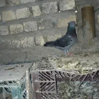 کبوتر ماده گرفتنی فروشی