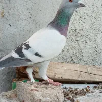 کبوتر سوز خودمونی