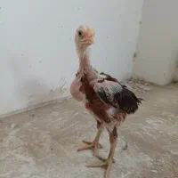 دوجوجه لاری سه ماهه