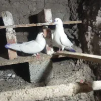 یک جفت اویناق