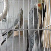 یک جفت عروس پاریس
