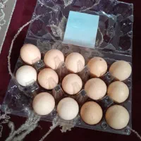 تخم مرغ پاپری برهما