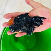 انواع گلدفیش وارداتی رسید