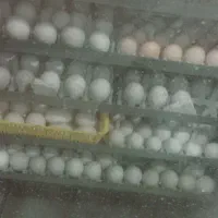 تخم مرغ نطفه دار گلپایگان درجه یک