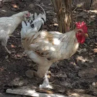 خروس پاپری و مرغ