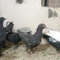 کفتر