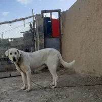 سگ  بی باک