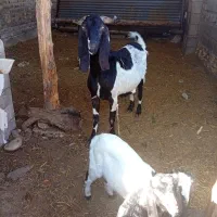 بز مری دورگ