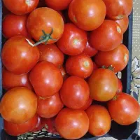 گوجه فرنگی محلی کاملا اورگانیک