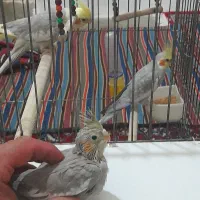 عروس هلندی مولد باجوجه قفس