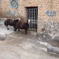 گوسفند شیره دار خوشتیپ