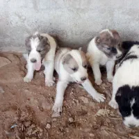 جهت واگذاری 4عدد سگ