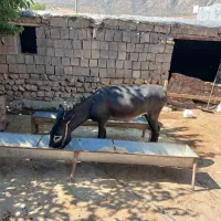 الاغ سواری و باری