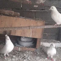 کبوتر نرو ماده