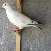 کفتر پرشی دونه ای ۱۵۰