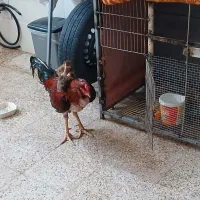 یک عددجوجه به قول معروف ات بویون