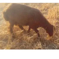 یک گوسفند گم شده در کوهدشت
