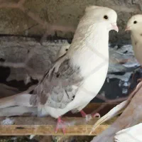 کبوتر فروشی