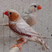 فنچ کروواتی فنچ کینگ