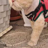گربه پرشین اصلاح شده