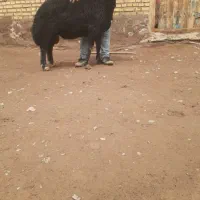 گوسفند دمازلیغ