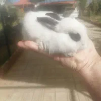 بچه خرگوش