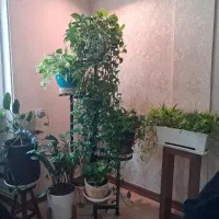 استند گلدان