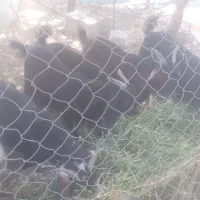 کهره نر