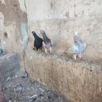 کبوتر