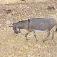 الاغ
