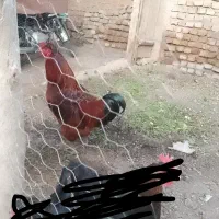 خروس چهل تاج کاکلی زیبا