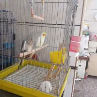 عروس هلندی جفت