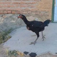 فروش یک مرغ لاری ماده