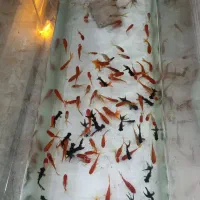 آکواریوم ۶میل