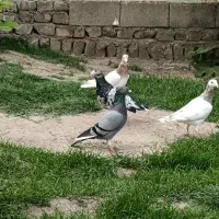 دوخت