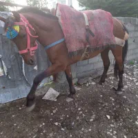دوعددنریان ۶و۷سال باری سواری
