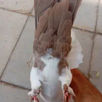 نر دم زرد و نر دم سفید