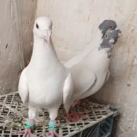 کبوتر پرشی