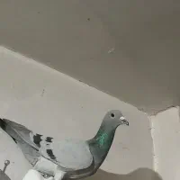 سبز آلمانی هوایی