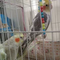 جفت