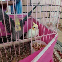 یک جفت عروس هلند