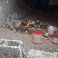 جوجه واردک اسرائیل