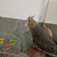 عروس هلندی نر ماده