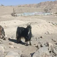 پازن|حیوانات مزرعه|فیروزآباد (فارس), |دیوار