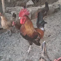 خروس برای فروش