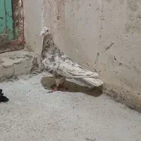کبوتر کوهی
