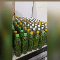خیار شور ارگانیک خانگی